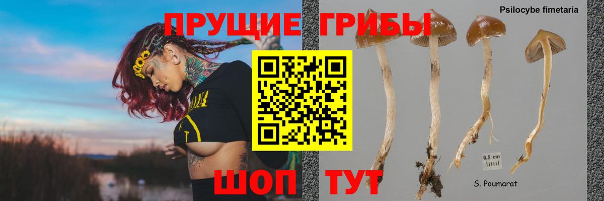 Псилоцибиновые грибы Psilocybe  Вход с VPN  Ухта 